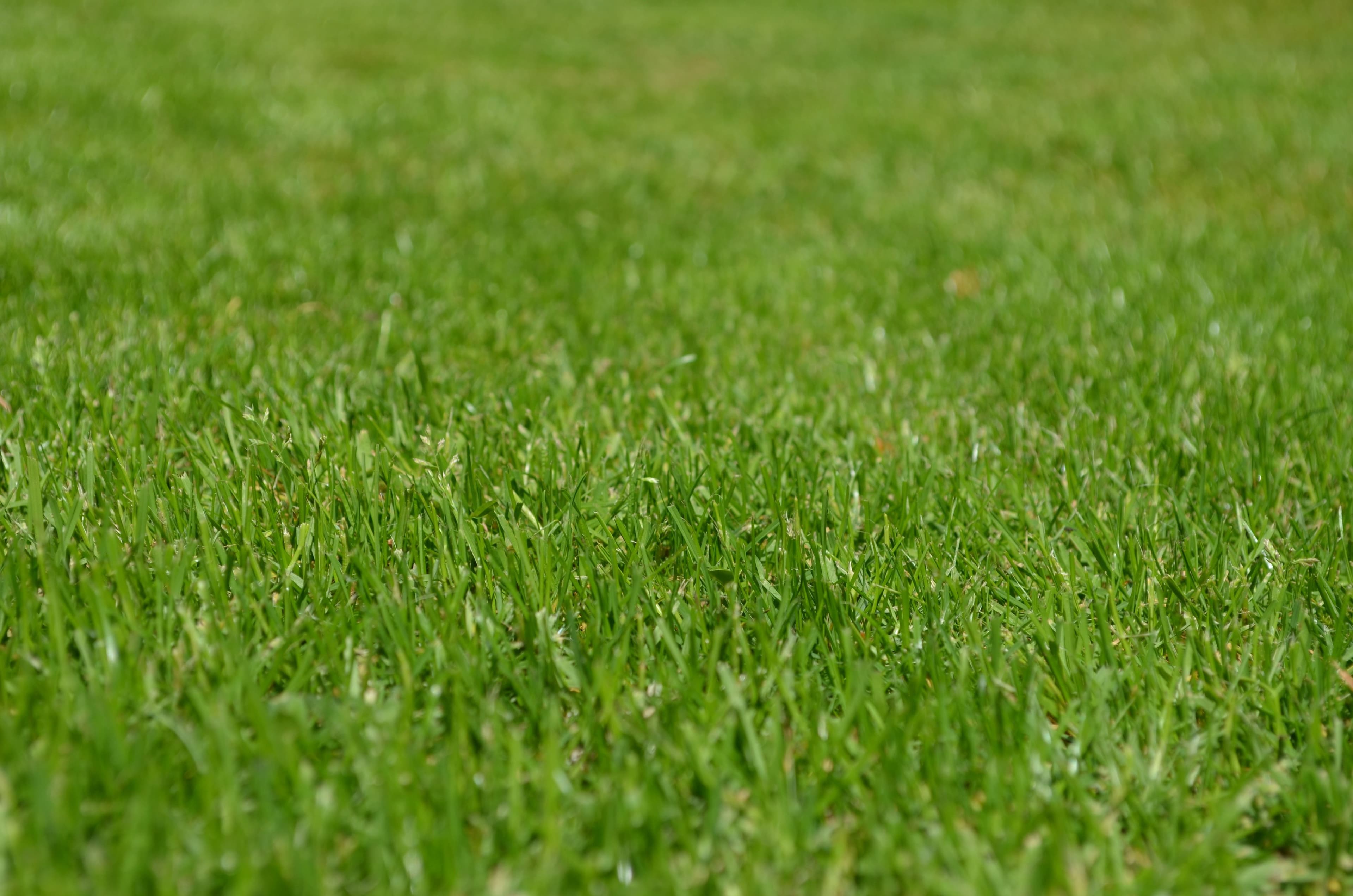 Green lawn - illustrative stock photograph